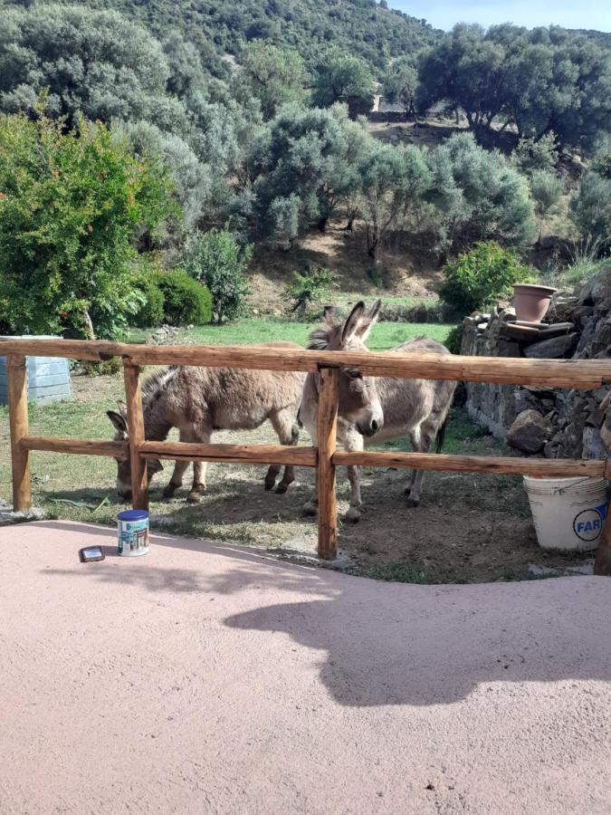 קרדדו B&B Sa Funtana מראה חיצוני תמונה